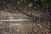 AuSable River Fly Hatch